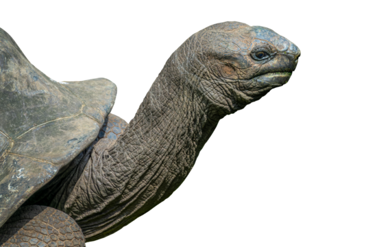 Close up side view portrait of the head of a Seychelles giant tortoise isolated on transparent or white background, png