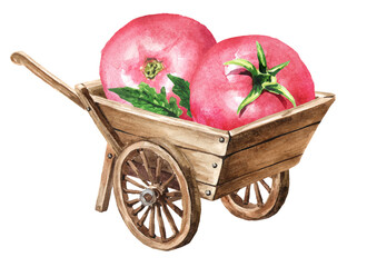 Wooden garden wheelbarrow cart with Fresh ripe  pink tomatoes. Hand drawn watercolor illustration, isolated on white background