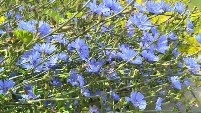 Beautiful natural chicory flowers sways in the wind