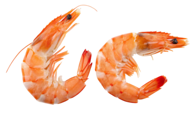 Fresh shrimp seafood isolated on white background for cooking or culinary presentation concepts