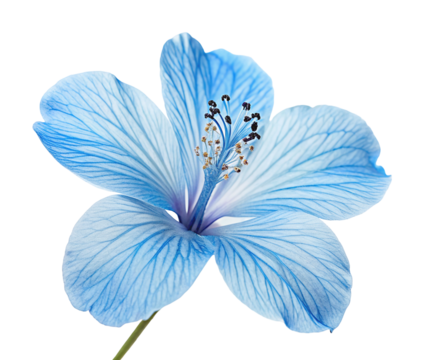 Delicate blue petaled hibiscus bloom isolated against a white background for botanical study use