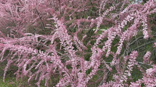 Tamarisk tamarix pink blossoming tree.