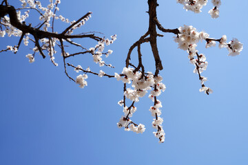 Apricot flowers bloom in spring