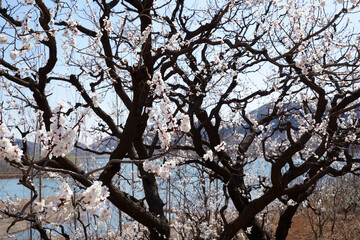 Apricot flowers bloom in spring