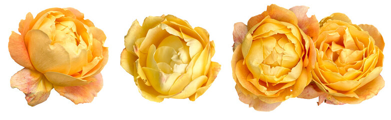 Set of yelloy orange rose flowers isolated on transparent background, cutout png 