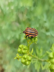 Striped Shield Bug on Green Plant – Macro Close-Up in Nature