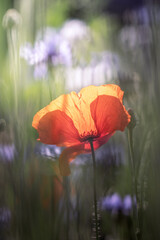 Titel: Einzelne rote Mohnblume im Gegenlicht mit unscharfem Blumenfeld im Hintergrund
