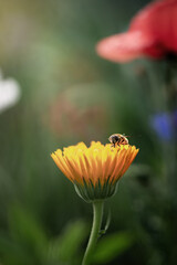 Schwebfliege auf oranger Ringelblume mit unscharfem Blumenhintergrund