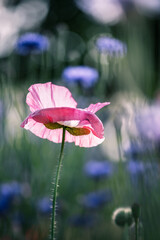  Rosa Mohnblume im Gegenlicht mit unscharfem blauem und violettem Blumenfeld im Hintergrund