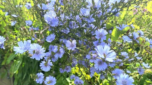 Beautiful natural chicory flowers sways in the wind