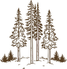 Obraz premium Tall evergreen pine trees illustration vintage hand drawn forest landscape with firs and conifers, nature woodland scene
