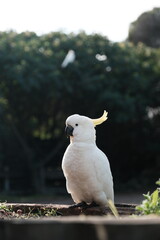 A white cockatoo, its pristine plumage sharply defined. The bird's intelligent eye and perhaps a...