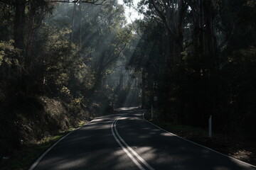 The Great Ocean Road, sunlight shine through the dense canopy of tall trees lining the winding...