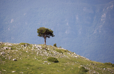 Scenic View of Solitary Tree at Coll De Pal, Baga, Bergueda, Catalonia