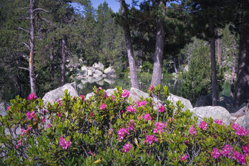 Breathtaking Spring Blooms Near Orri Lake in Alt Urgell, Catalonia