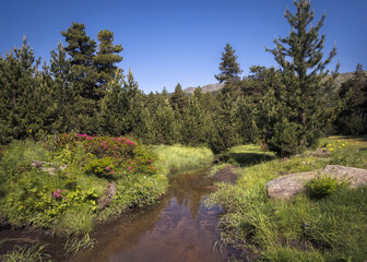 Exploring the Serene Wilderness of Guils, Cerdanya, Catalonia in Summer