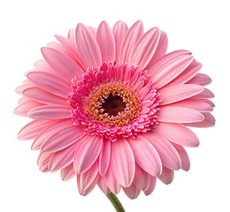 Beautiful pink gerbera daisy flower with vibrant petals for floral decoration and gardening inspiration