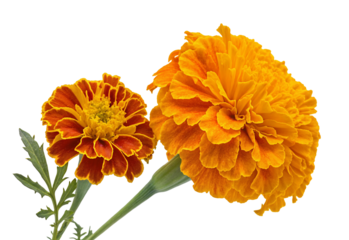 Vibrant marigold flowers in full bloom showcasing vivid orange and red hues on dark background