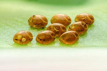 Insect eggs hatching on a green leaf showing tiny holes
