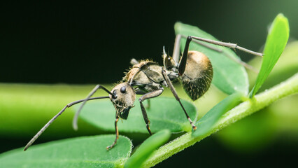 Polyrhachis ant crawling on green leaf in rainforest habitat