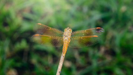 Orange dragonfly resting on a branch with open wings