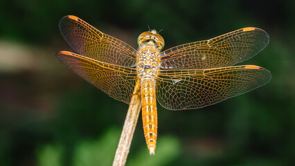 Orange dragonfly resting on a branch showing its beautiful wings