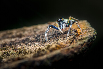 Jumping spider standing on a rock in the forest
