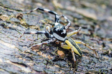 Colorful jumping spider standing on tree bark