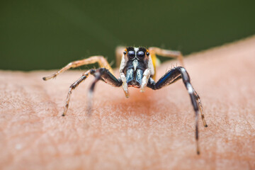 Jumping spider walking on human skin in close-up view