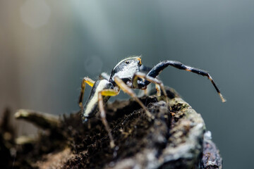 Jumping spider standing on a branch: close-up of wildlife