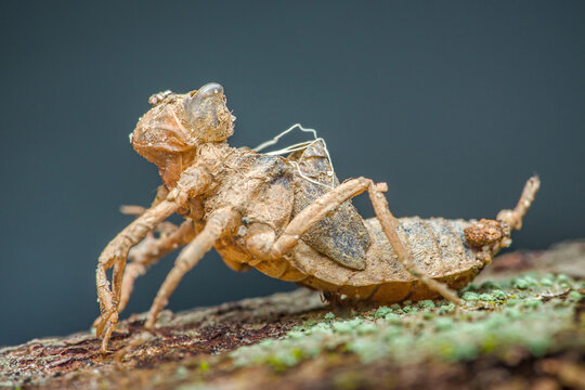 Dragonfly exuvia resting on mossy wood