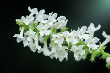 Delicate white flowers blooming on a lush green stem