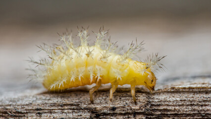 Yellow ladybug larva crawling on wood in nature macro photography