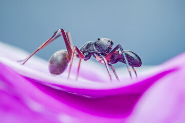 Ant mimicking spider standing on purple petal