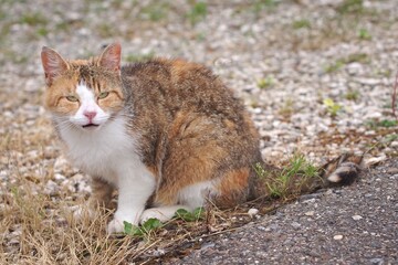 Young stray cat sitting in the backyard and looking at camera. Horizontal image. 