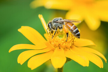 Honey bee pollinating yellow flower in the meadow