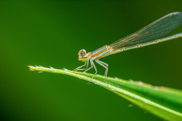 Orange and green damselfly resting on a blade of grass