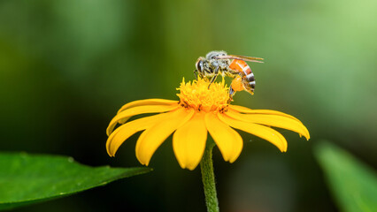Bee collecting pollen from a yellow flower in nature