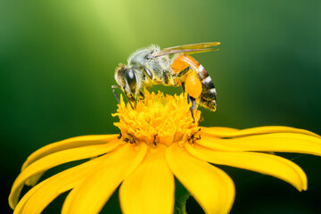 Honey bee pollinating yellow flower close-up on green background