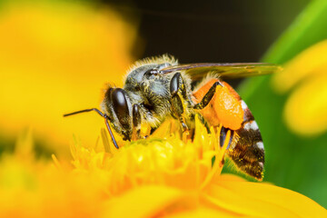 Honey bee pollinating yellow flower close up macro photography