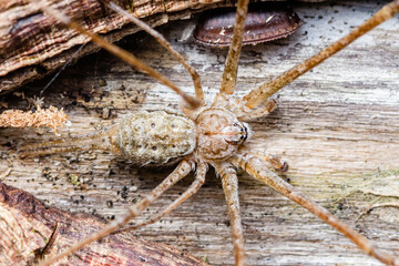 Huntsman spider standing on wood surface with cobweb