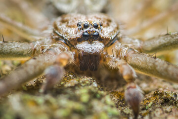 Huntsman spider standing on mossy surface displaying eight eyes