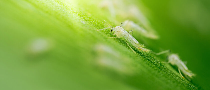 Whiteflies walking on green leaf: pests in agriculture and horticulture
