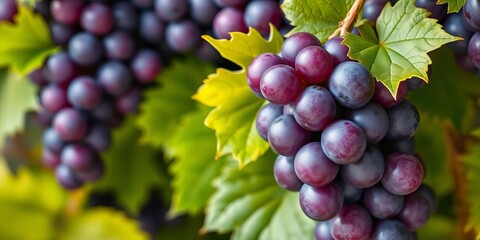 Fototapeta premium Whimsical purple grapes with green leaves and cartoon eyes, vibrant, illustration