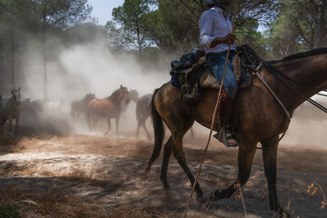 Horseman driving wild horses through the forest during the historic 