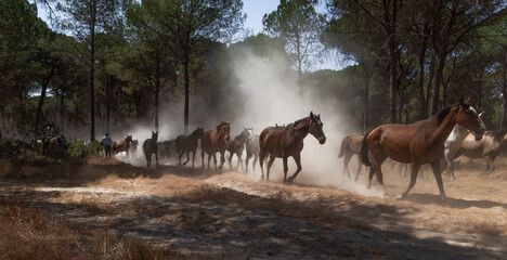 Herd of horses driven by riders through dusty forest during the traditional "Saca de las Yeguas" in El Rocío, Almonte, Huelva, Spain.