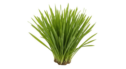 Isolated Patch of Green Grass