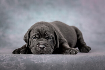 A small black Cane Corso puppy poses against a blue studio background.