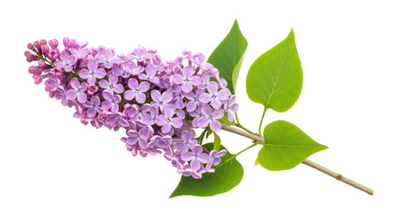 Isolated Lilac Branch