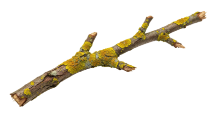 Isolated Mossy Tree Branch